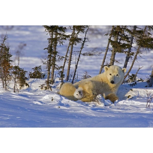 Canada, Wapusk NP Polar bear cub with its mother